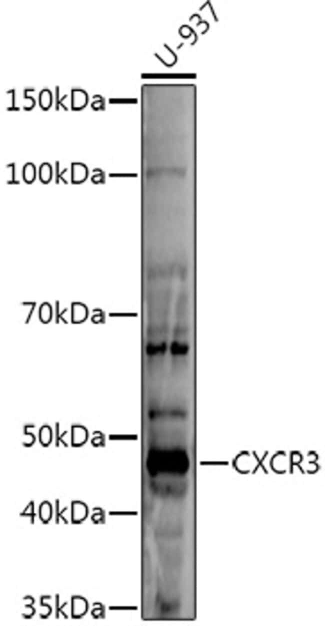 100UL CXCR3 ANTIBODY 100 ul