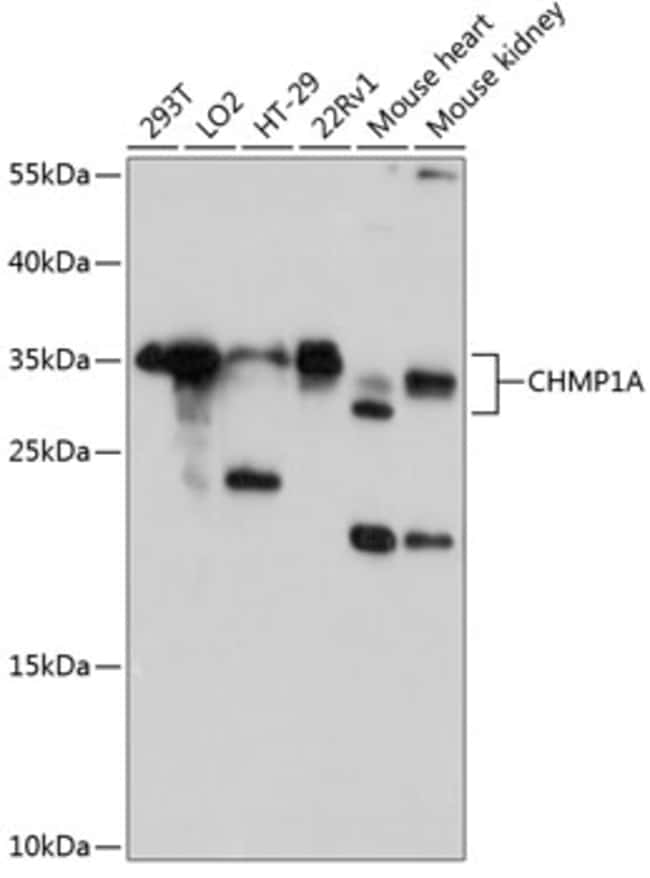 100UL CHMP1A ANTIBODY 100 ul