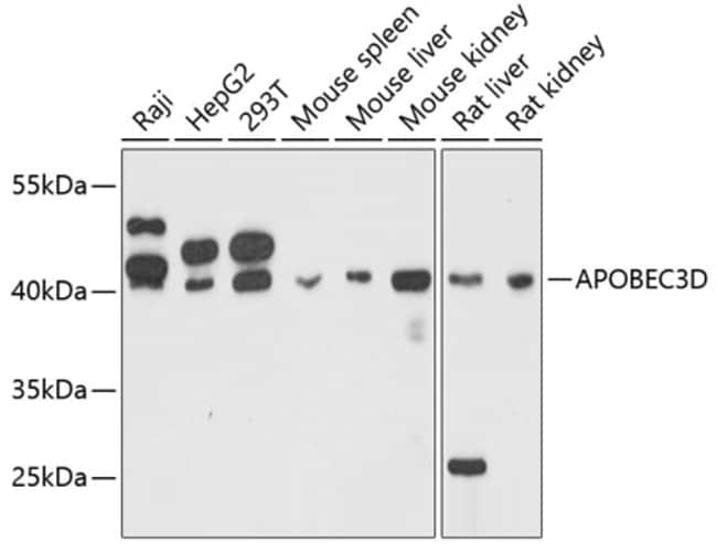 100UL APOBEC3D ANTIBODY 100 ul