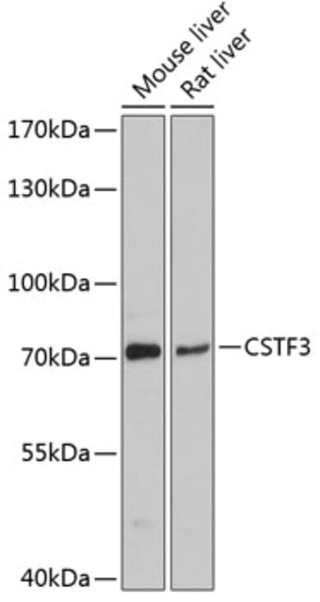 100UL CSTF3 ANTIBODY 100 ul