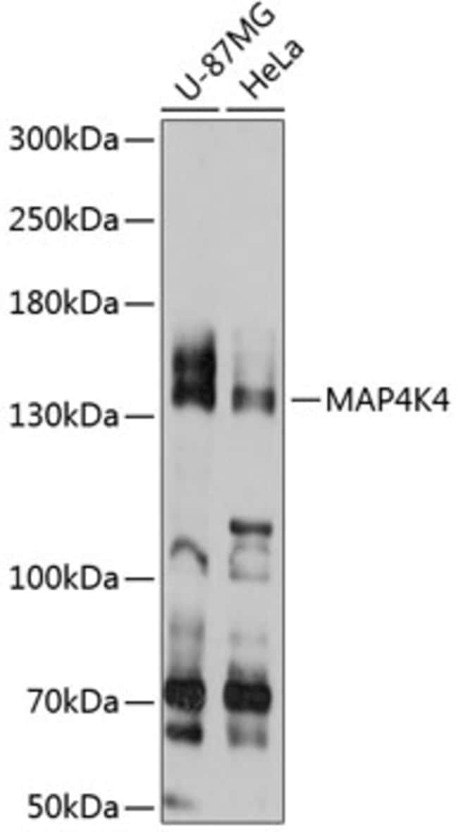 100UL HGK ANTIBODY 100 ul