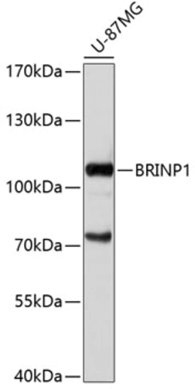 100UL BRINP1 ANTIBODY 100 ul