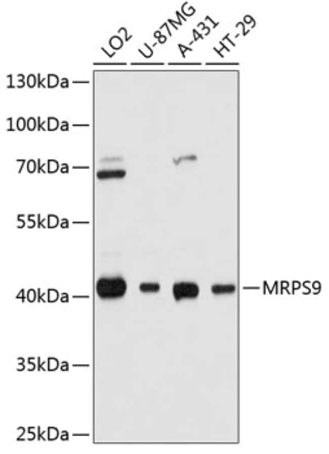 100UL MRPS9 ANTIBODY 100 ul