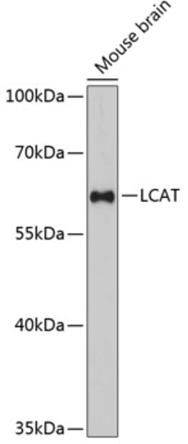 100UL LCAT ANTIBODY 100 ul