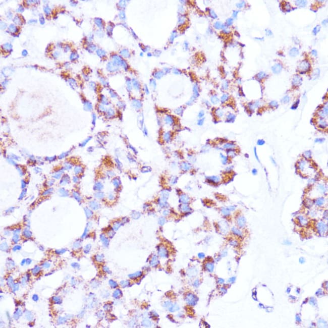 100UL ISG15 ANTIBODY 100 ul