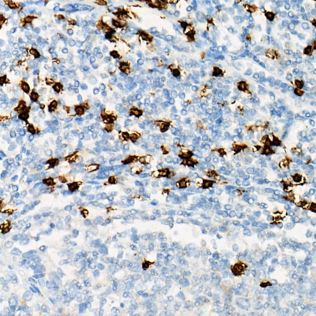 100UL CD8 ANTIBODY 100 ul