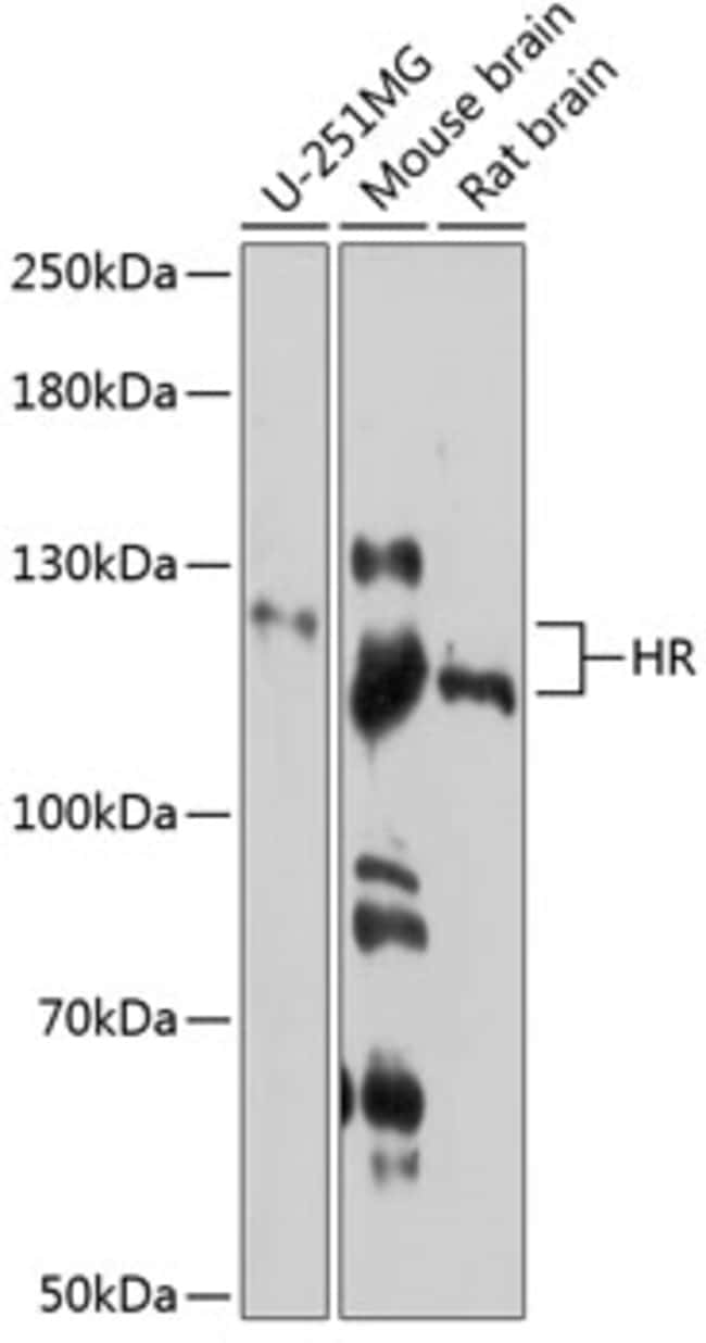 100UL HAIRLESS ANTIBODY 100 ul