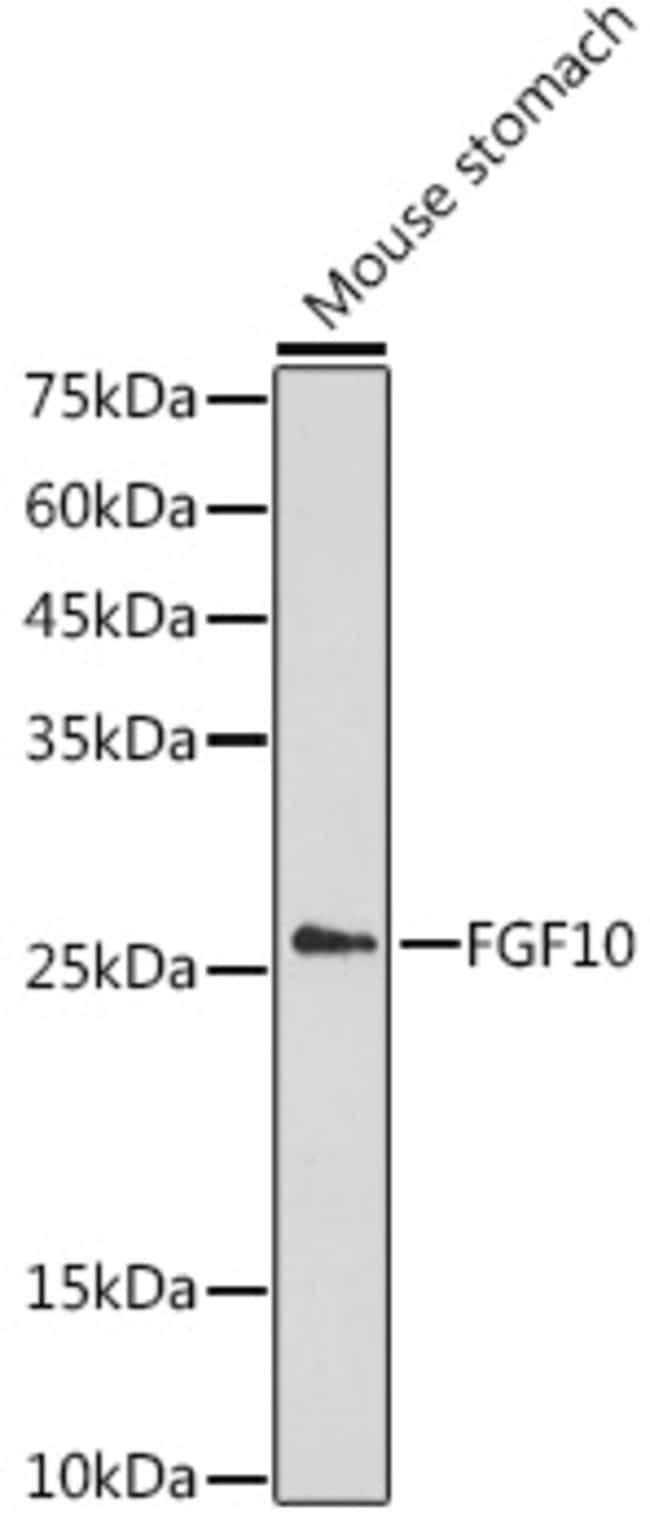 100UL FGF10 ANTIBODY 100 ul