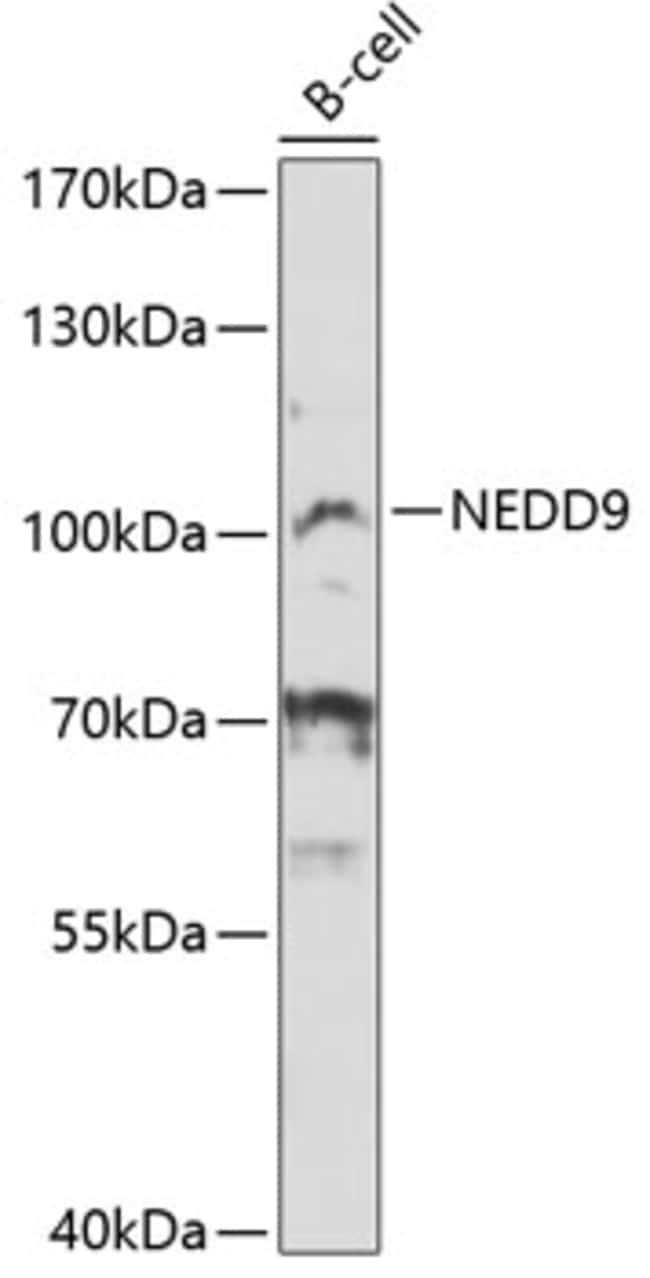 100UL HEF1 ANTIBODY 100 ul