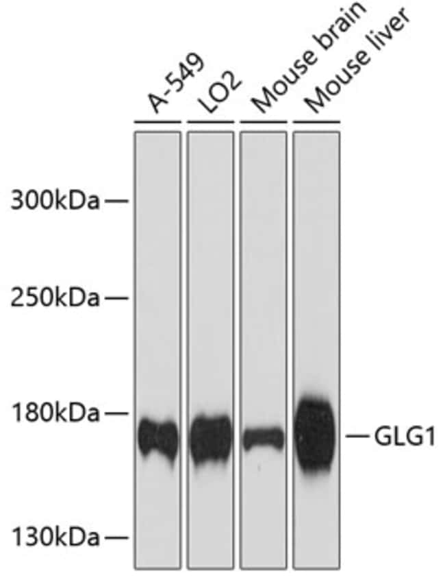 100UL GLG1 ANTIBODY 100 ul