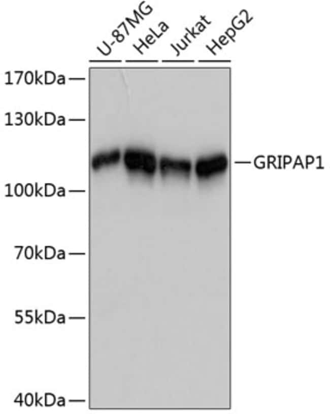 100UL GRASP1 ANTIBODY 100 ul