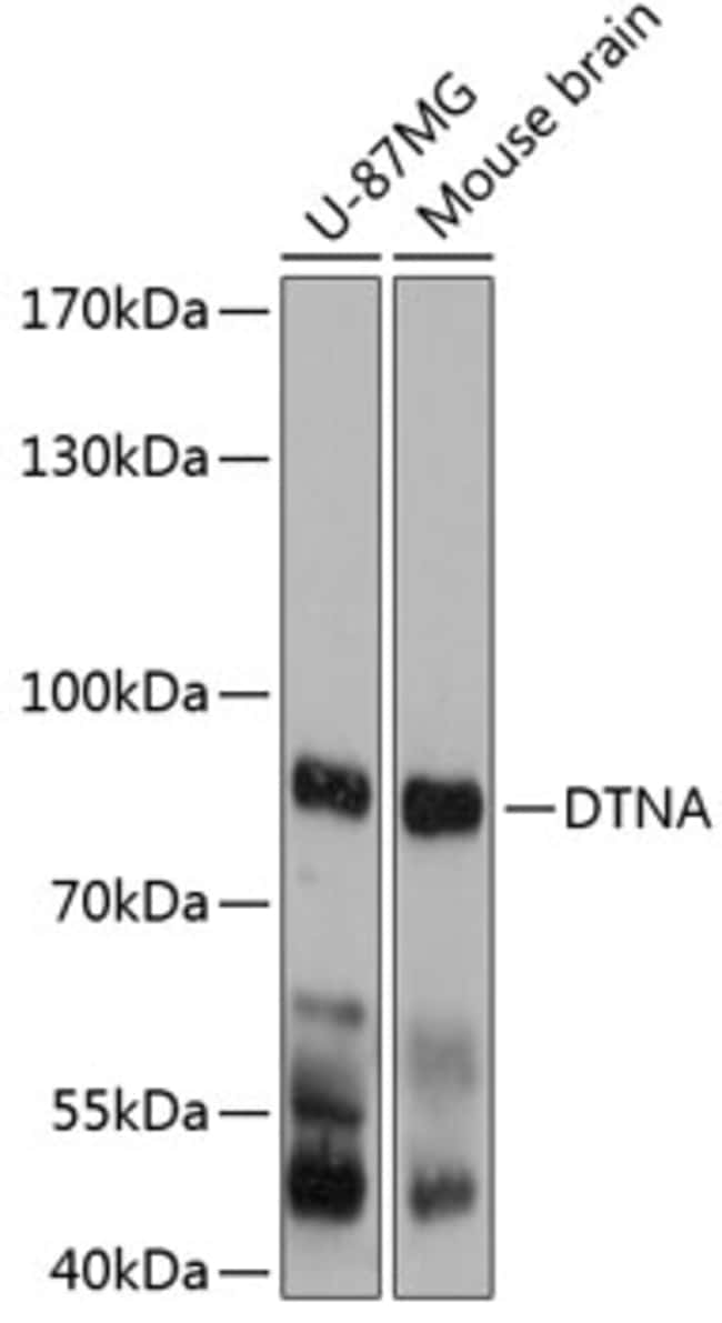 100UL DTNA ANTIBODY 100 ul