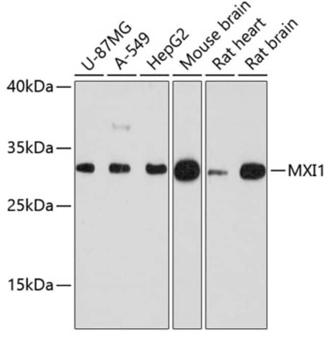 100UL MXI1 ANTIBODY 100 ul