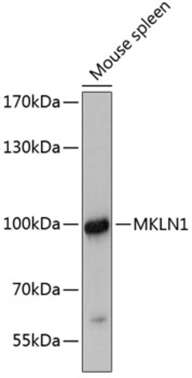 100UL MUSKELIN ANTIBODY 100 ul