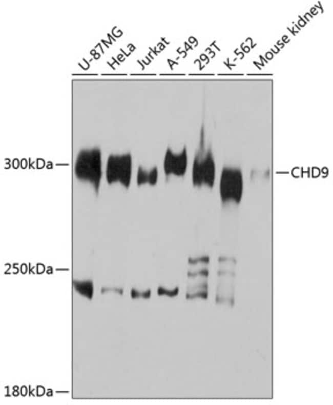 100UL CHD9 ANTIBODY 100 ul