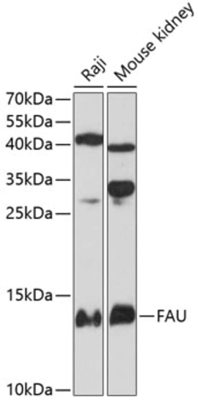100UL FAU ANTIBODY 100 ul