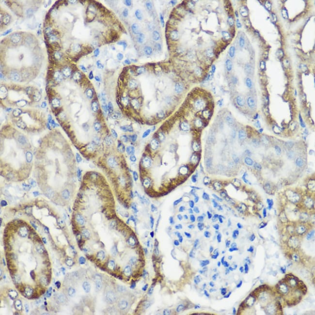 100UL CNPY2 ANTIBODY 100 ul
