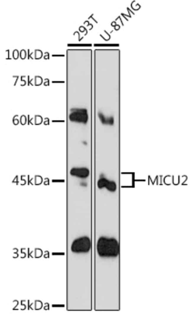 100UL EFHA1 ANTIBODY 100 ul