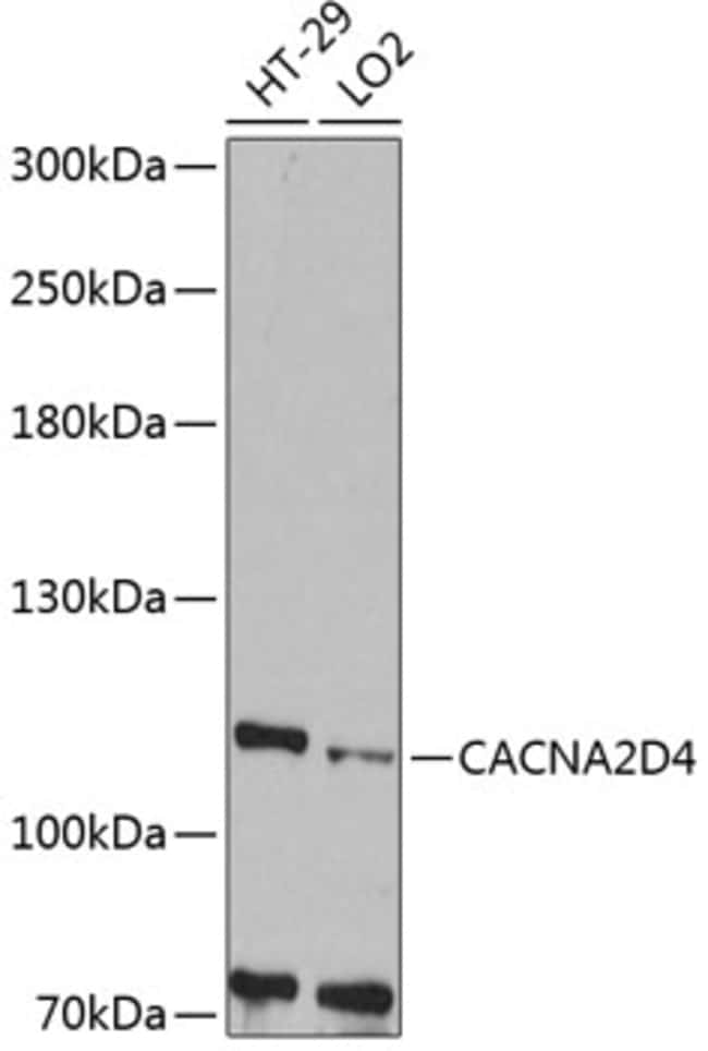 100UL CACNA2D4 ANTIBODY 100 ul