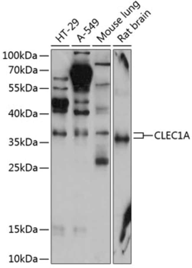 100UL CLEC1A ANTIBODY 100 ul