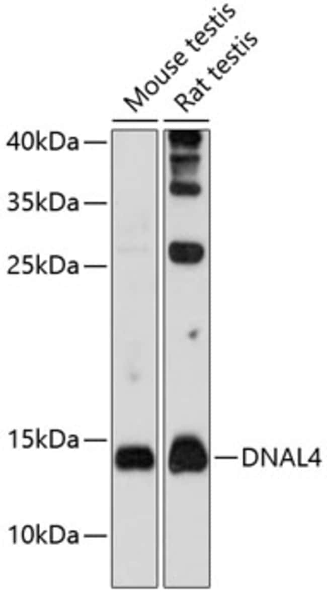 100UL DNAL4 ANTIBODY 100 ul