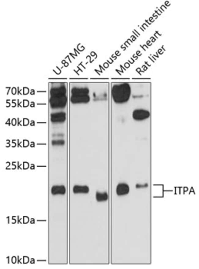 100UL ITPA ANTIBODY 100 ul