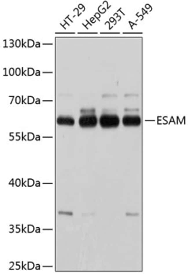 100UL ESAM ANTIBODY 100 ul
