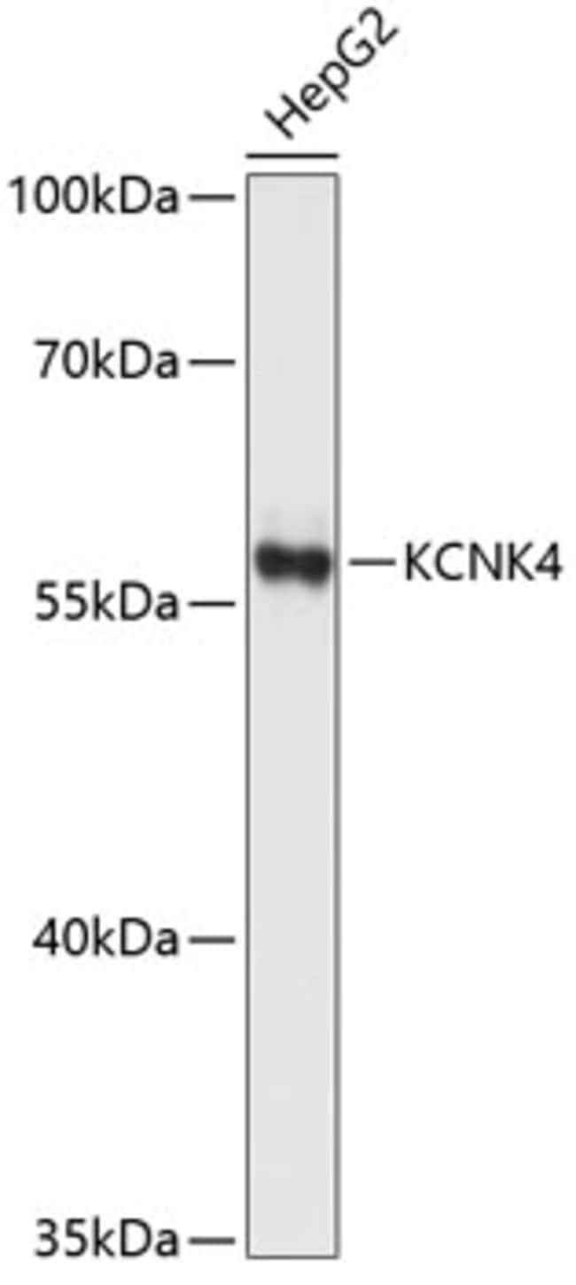 100UL KCNK4 ANTIBODY 100 ul