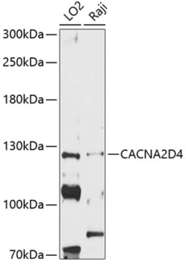 100UL CACNA2D4 ANTIBODY 100 ul
