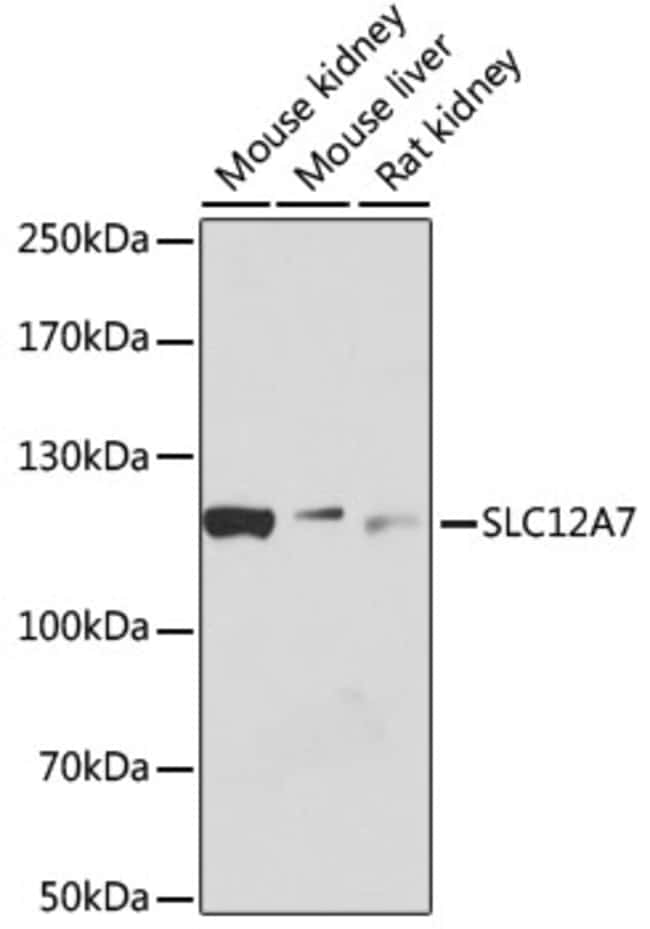 100UL KCC4 ANTIBODY 100 ul