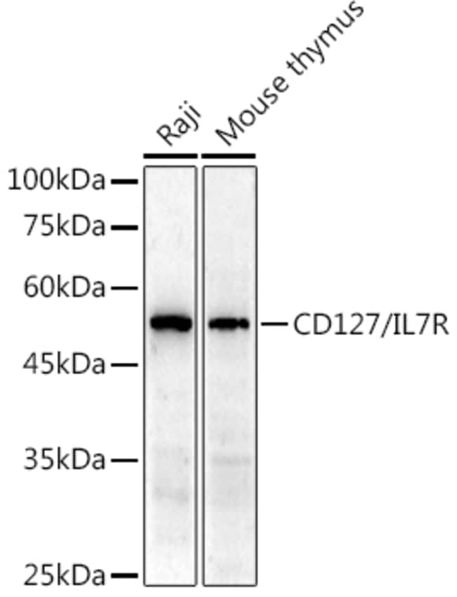 100UL CD127 ANTIBODY 100 ul