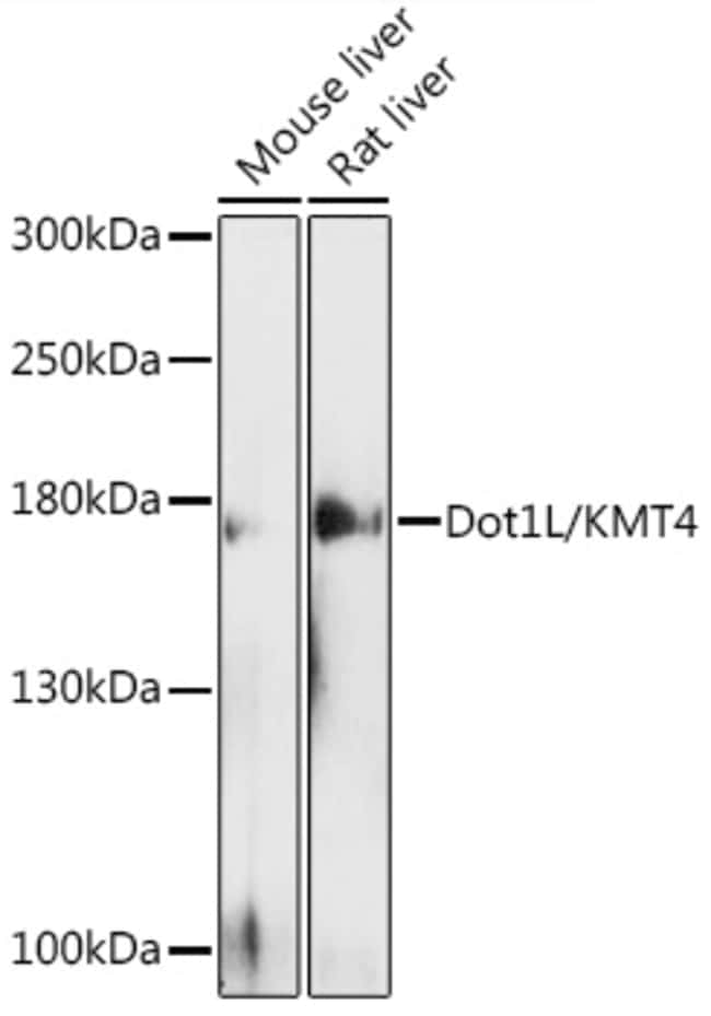 100UL DOT1L ANTIBODY 100 ul