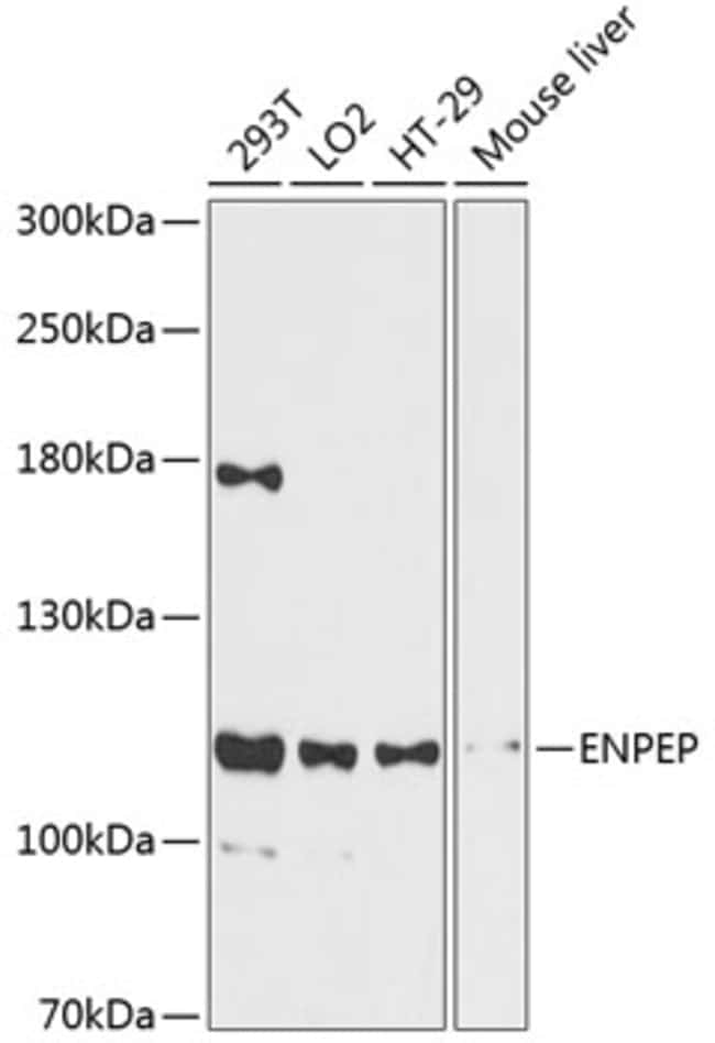 100UL CD249 ANTIBODY 100 ul