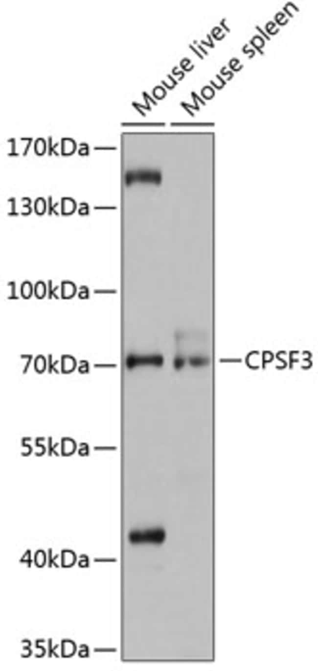 100UL CPSF3 ANTIBODY 100 ul