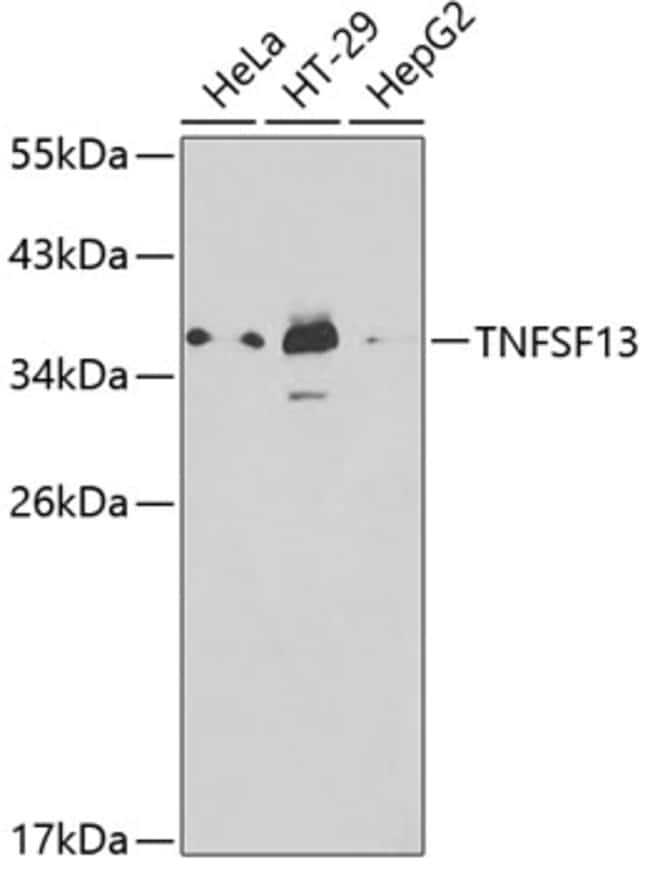 100UL APRIL ANTIBODY 100 ul