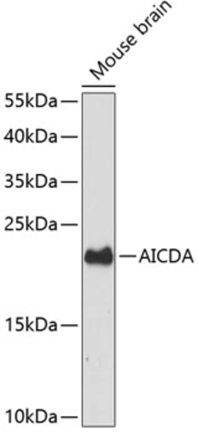 100UL AID ANTIBODY 100 ul