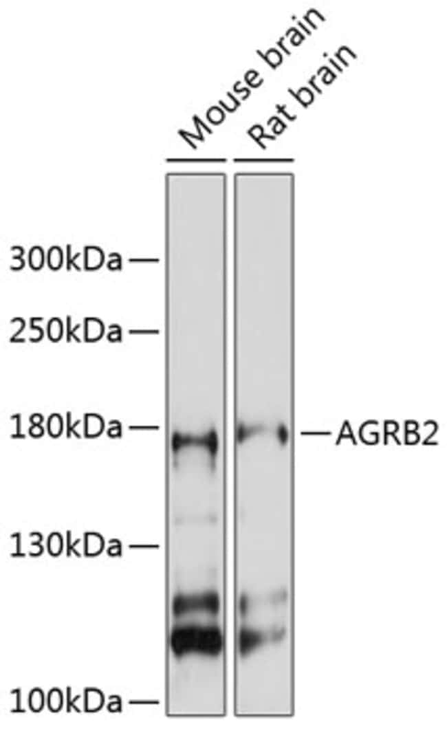 100UL BAI2 ANTIBODY 100 ul