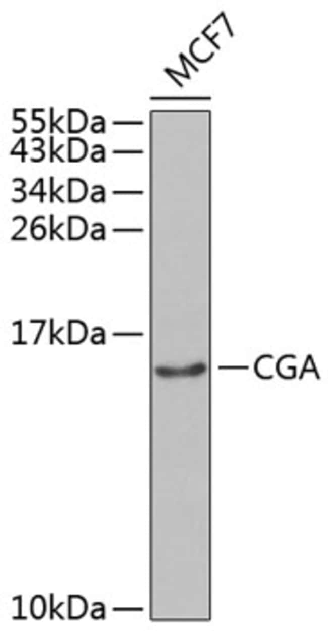 100UL CGA ANTIBODY 100 ul