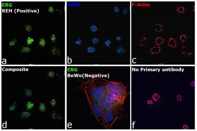 100UL ERG ANTIBODY 100 ul