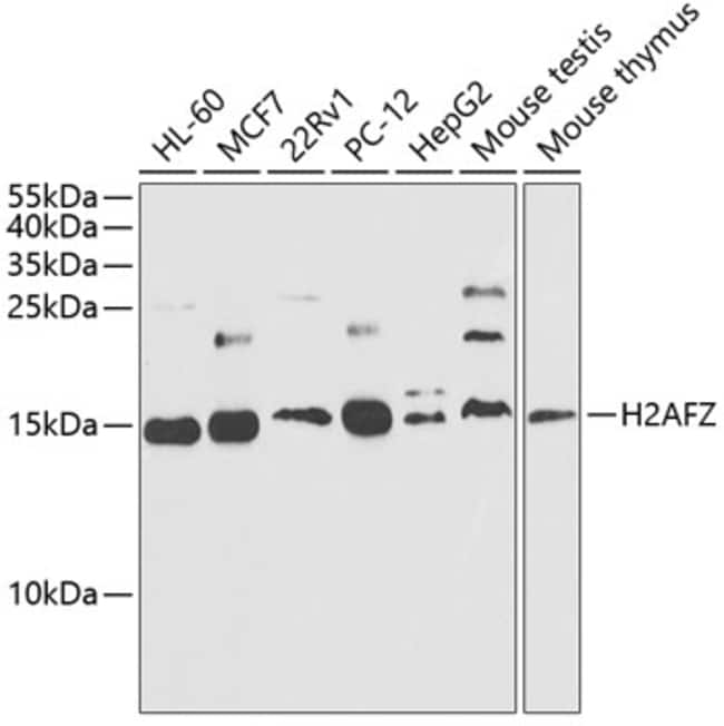 100UL HISTONE H2A.Z ANTIBODY 100 ul