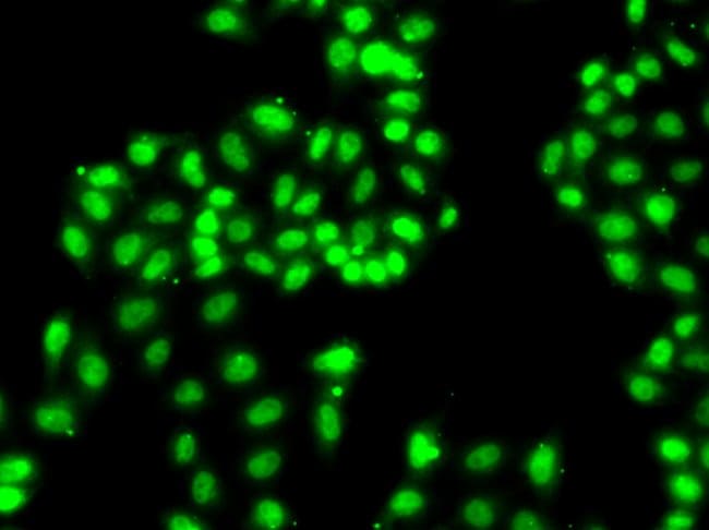 100UL HNRNP A1 ANTIBODY 100 ul