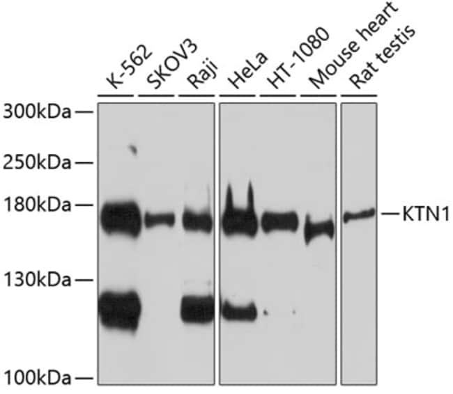 100UL KTN1 ANTIBODY 100 ul