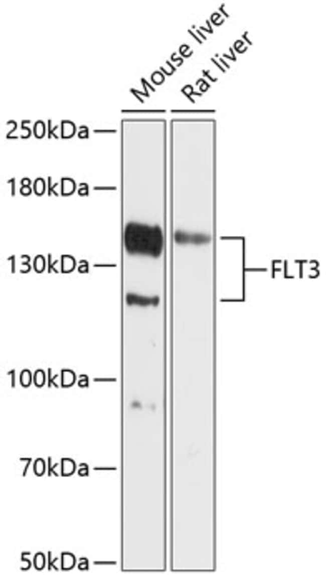 100UL FLT3 ANTIBODY 100 ul