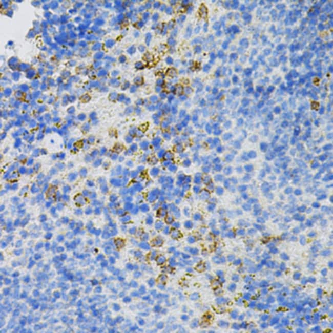 100UL MOESIN ANTIBODY 100 ul