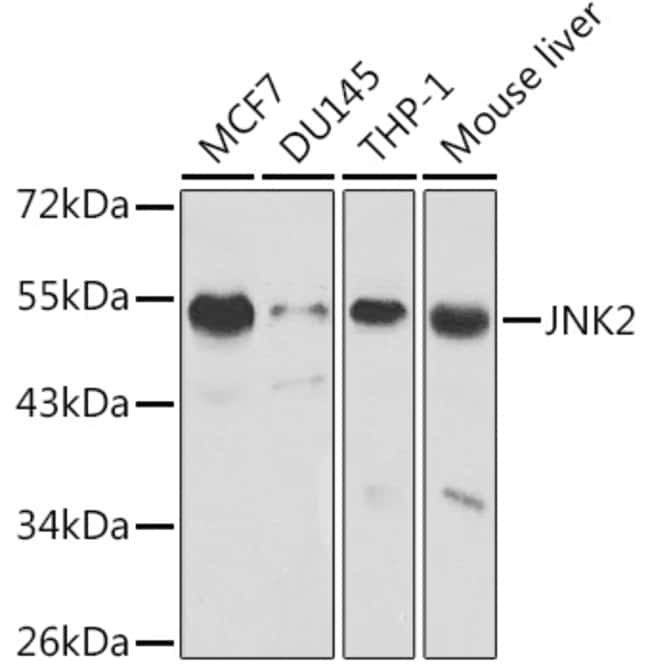 100UL JNK2 ANTIBODY 100 ul