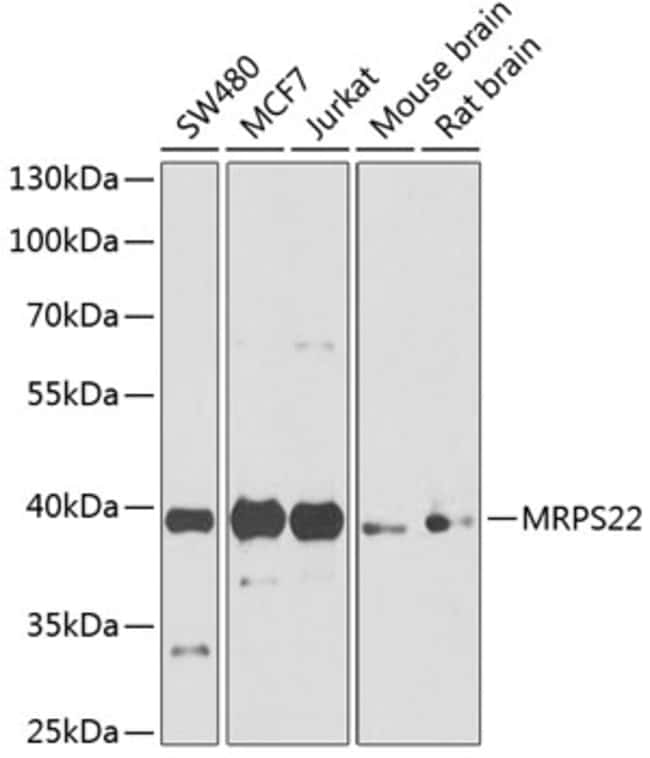 100UL MRPS22 ANTIBODY 100 ul