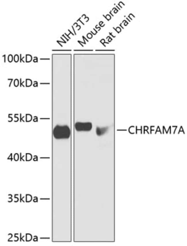 100UL CHRFAM7A ANTIBODY 100 ul