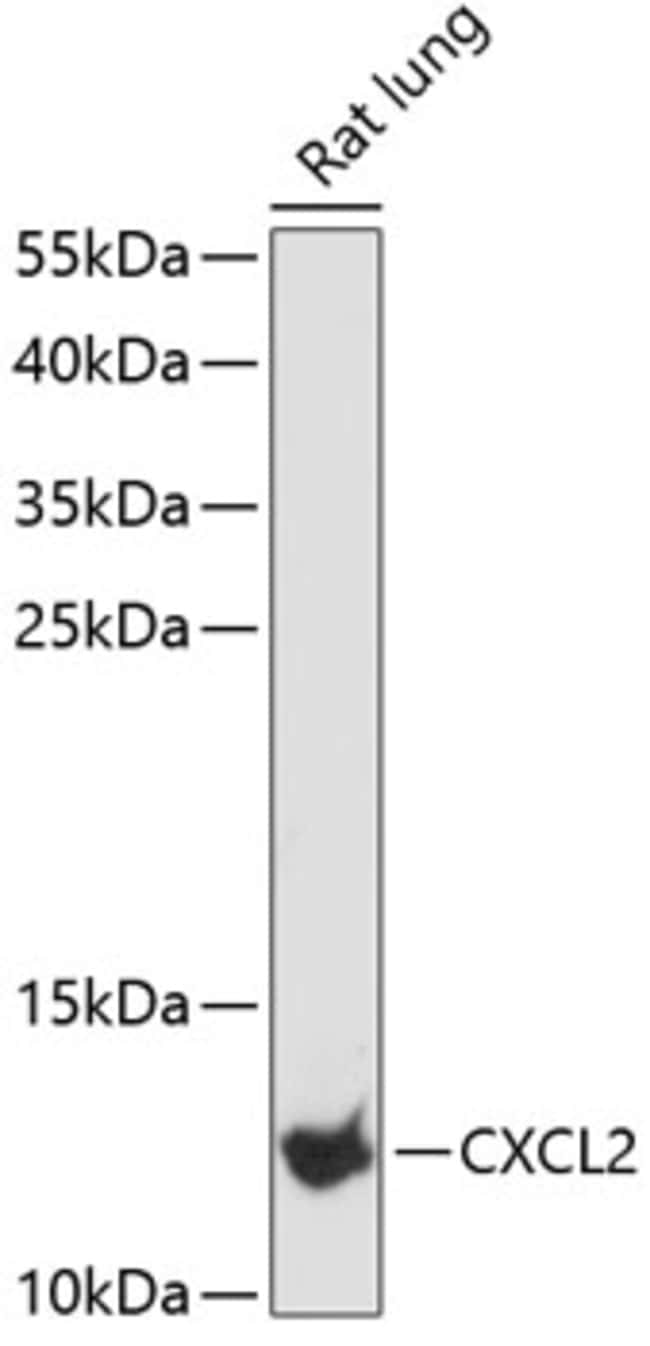 100UL CXCL2 ANTIBODY 100 ul