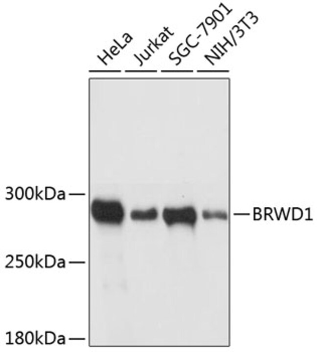 100UL BRWD1 ANTIBODY 100 ul
