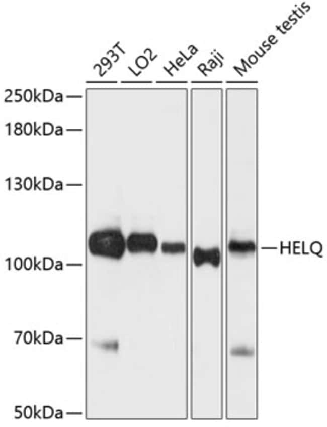100UL HELQ ANTIBODY 100 ul